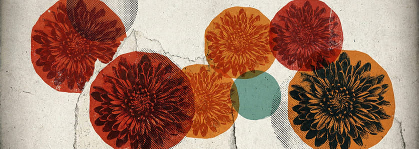 Chrysanthemum blooms compressed into overlapping discs