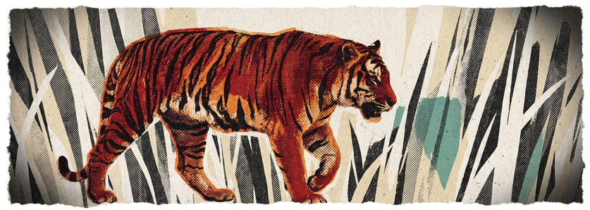 A tiger prowling through tall reeds